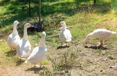 Agriturismo La Coccinella - Foto 48