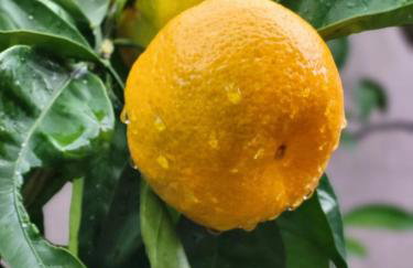 Malinsummer Apartments - Foto 9