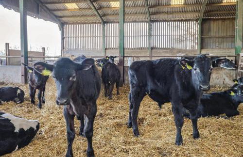 Daisy Cottage - Photo 30