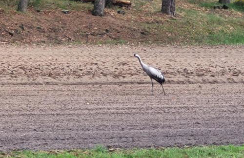 APANÓWKA domki z balią jacuzzi sauna - Foto 27