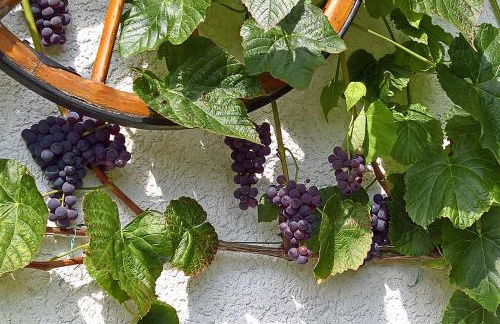 Ferienhaus Manoury am Klosterbrunnen - Foto 21