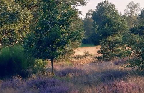 Fewo Schnuckenheide - Foto 22