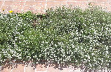 Iris Sabunike - Photo 43