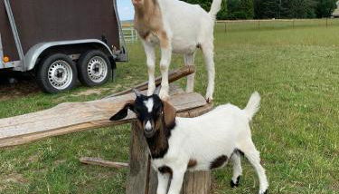 Gutshof Doberschau - Foto 3