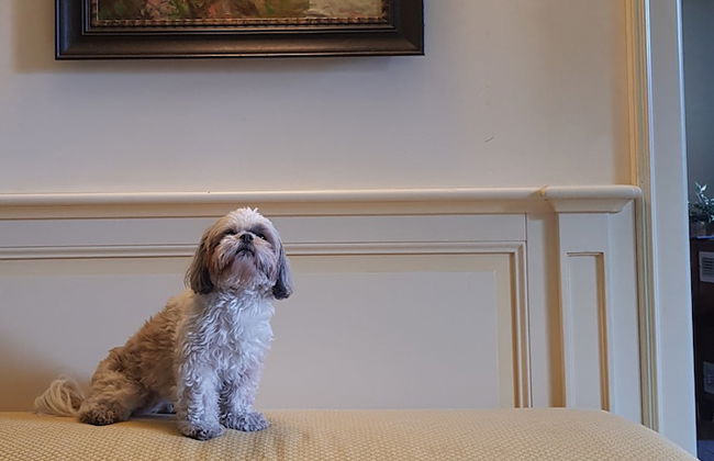 Relais Villa Selvatico - Foto 2