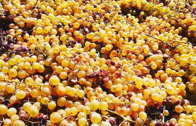 Agriturismo Nereide Ceratti - Foto 12