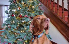 Wagtail Barn - Foto 59