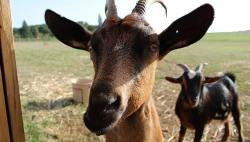 Evadez-vous à la ferme ! - Foto 5