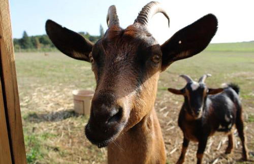 Evadez-vous à la ferme ! - Foto 5