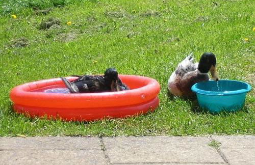 Rutscherhof Comfortable holiday residence - Foto 8