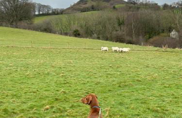 Tower Farm Holidays - Photo 32