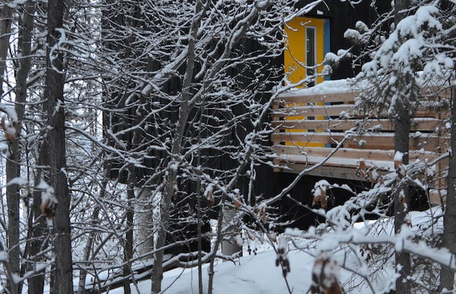 Yukon Black Spruce - Foto 4