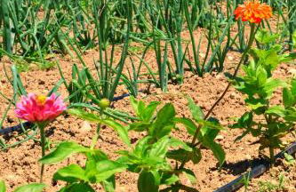 Terra di Ea - Foto 78