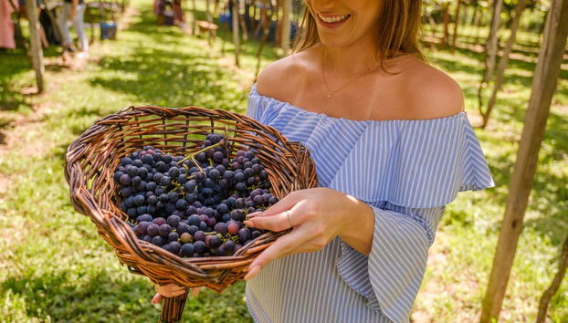 Half Day Visit to a Wine Estate - Foto 5