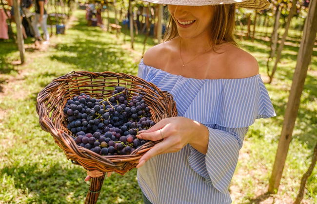 Visita di mezza giornata di un'azienda vinicola - Foto 5