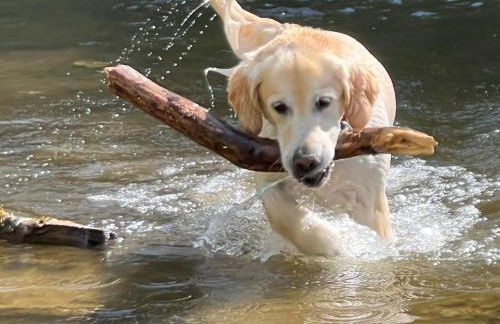 Ferienhaus am Schluchtensteig - Foto 41