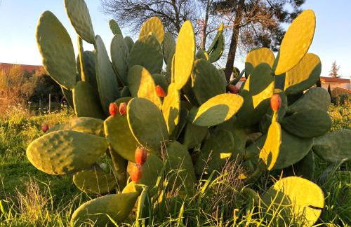 Casa Ar da Beira - Serra da Estrela - Belmonte - Foto 36