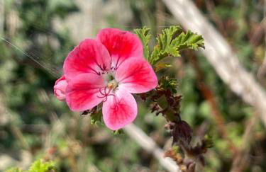 Alojamientos Rurales Peña Crespa - Foto 56