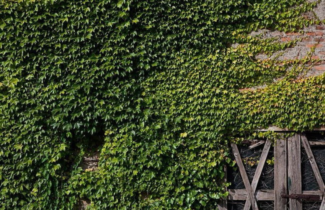 Agriturismo La Topaia - Foto 44