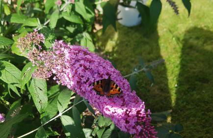 Ferienwohnung Lebensfreude Höxter im Weserbergland - Foto 11