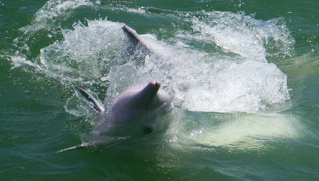 Pink Dolphin Watching in Hong Kong - Foto 5