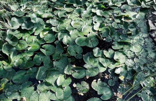 Moradia na Serra - Foto 38