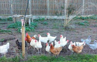 Ferienwohnung auf Hof Santangelo - Foto 17