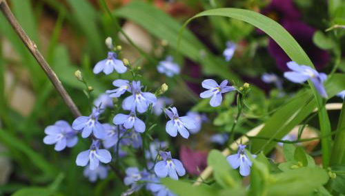 Korfes Apartments - Foto 3, Garden