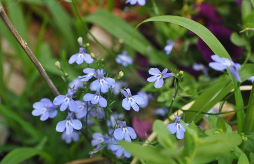 Korfes Apartments - Foto 3