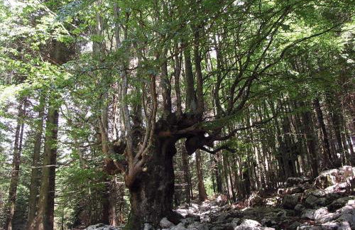 Chalet Orchidea - Foto 8