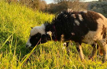Villa Boeddu, relax tra mare e campagna - Foto 60
