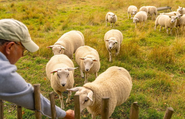 Lodge Near Brouwersdam & North Sea Beaches - Foto 15