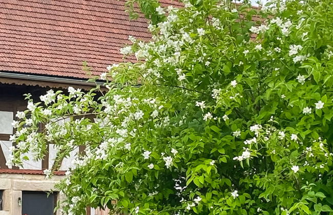 2 bedroom House in Lwówek Śląski with garden and terrace - Photo 44