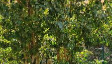 Jasmine Country House - Foto 4, Garden