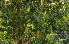 Jasmine Country House - Foto 4