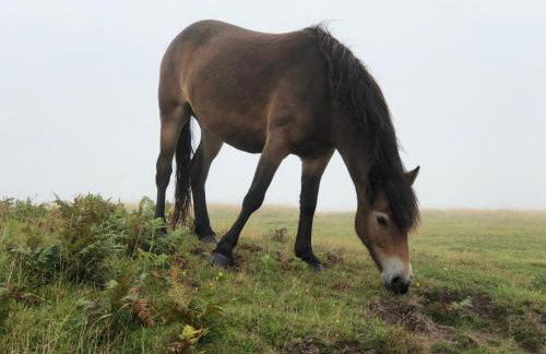 The Old Smithy - Foto 36