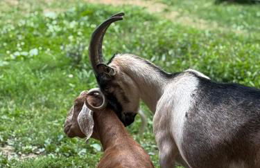 Log Cabin at the Goat Sanctuary - Foto 67