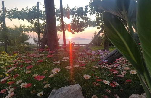 Agriturismo del Sole - Foto 83