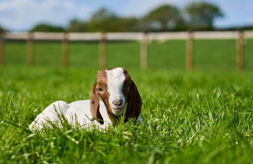 Holly Lodge - Foto 36