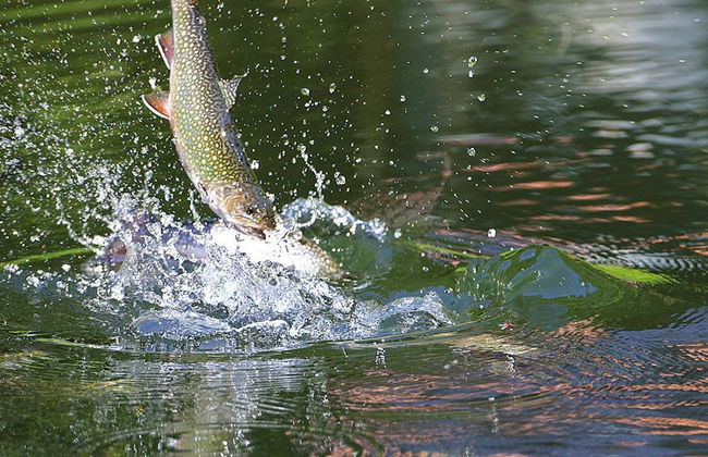 Apartment in a Charming Location on Forellenhof, Zorn Valley, Dabo - Foto 43