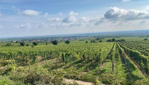 Neubau-Oase am Weinbergsrand - Foto 4
