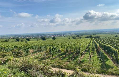 Neubau-Oase am Weinbergsrand - Foto 4