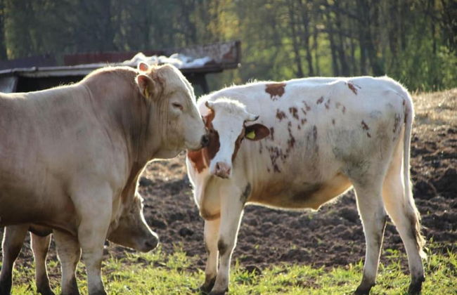 Ferienhaus in Brandenburg - Foto 29
