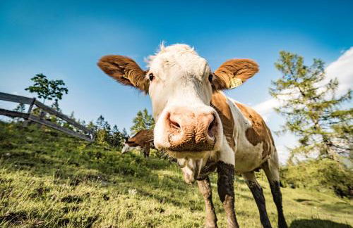 Ferienhaus Bachperle - Alpenidyll mit Kamin, Balkon oder Terrasse für Genießer - Foto 66