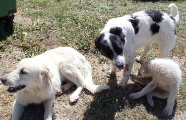 Agriturismo Mandriagiumenta - Foto 26