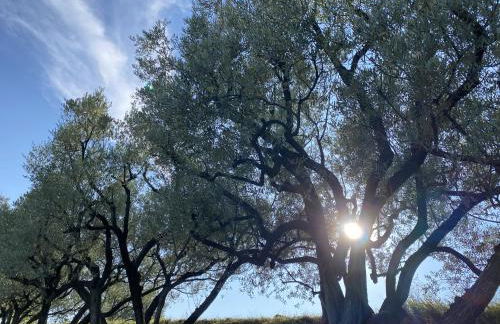 Lézardéchois - Foto 16