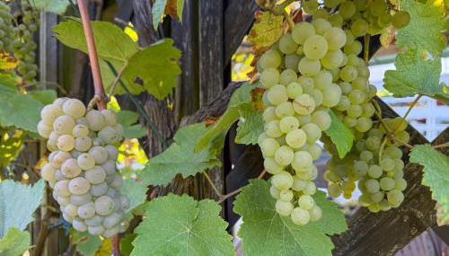 Gästehaus Barthel - Foto 2, Garden view