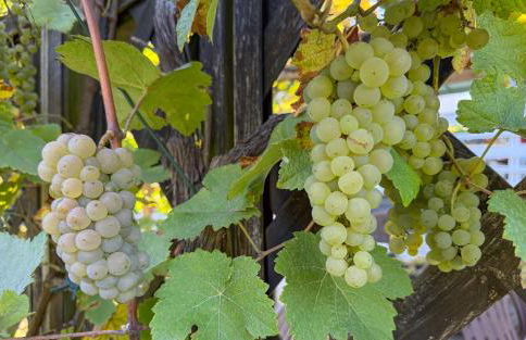 Gästehaus Barthel - Foto 2