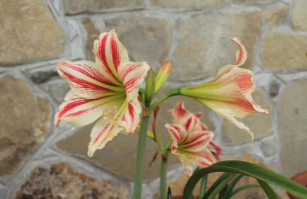 Casa vacanze Ester - Foto 62