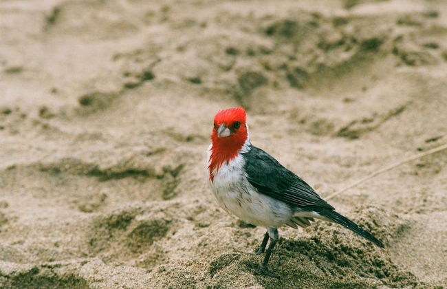 Paniolo 210a - Foto 16